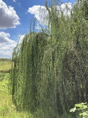 Salix babylonica