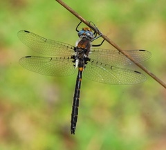 Helocordulia selysii