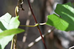 Mikania scandens image