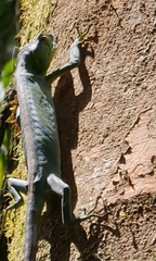 Polychrus gutturosus