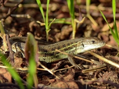 Psammodromus occidentalis