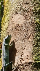 Polychrus gutturosus