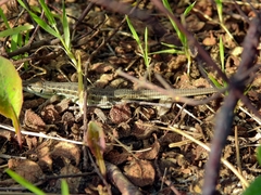 Psammodromus occidentalis
