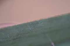 Cladium mariscus image