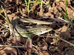 Psammodromus occidentalis