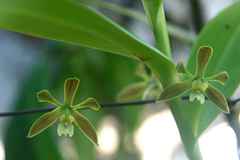 Encyclia chloroleuca