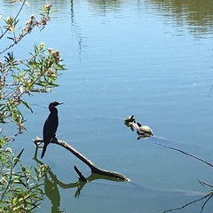 Nannopterum brasilianum