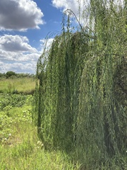 Salix babylonica