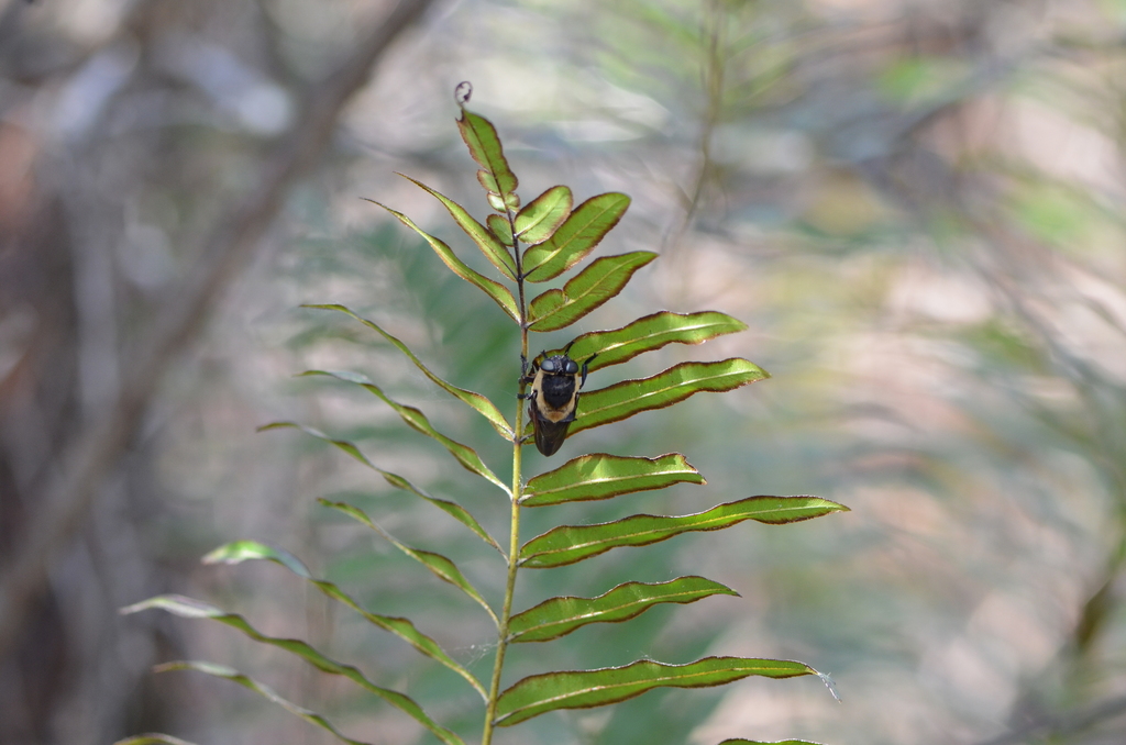 Cuterebra cuniculi