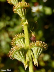 Agrimonia striata