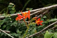 Epidendrum radicans
