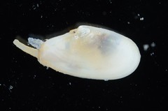 Macoploma extenuata