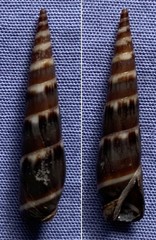 Terebridae