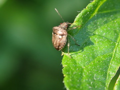 Eysarcoris guttigerus