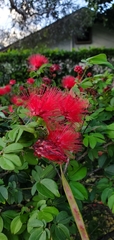 Calliandra tergemina emarginata