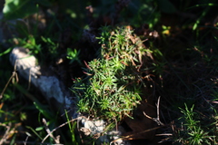 Plantago subulata