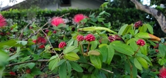 Calliandra tergemina emarginata