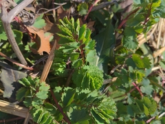 Sanguisorba officinalis