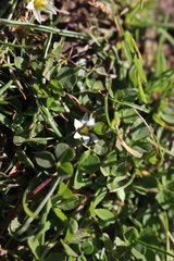 Romulea columnae