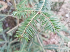 Abies alba