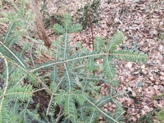 Abies alba