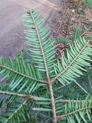Abies alba