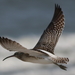 Steppe Whimbrel - Photo (c) garyallport, some rights reserved (CC BY-NC), uploaded by garyallport