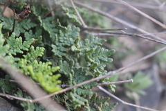 Oeosporangium