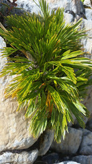 Aciphylla divisa