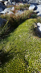 Hectorella caespitosa