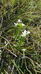 Veronica macrantha macrantha