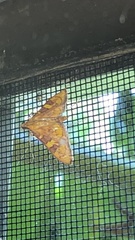 Prenesta scyllalis