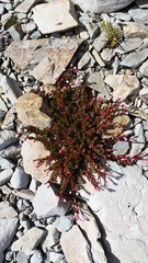 Epilobium porphyrium
