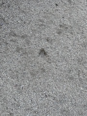 Toxostoma redivivum
