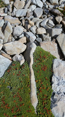 Kelleria croizatii