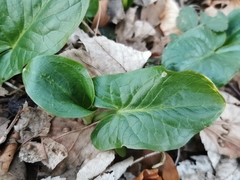 Arum maculatum
