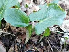 Arum maculatum