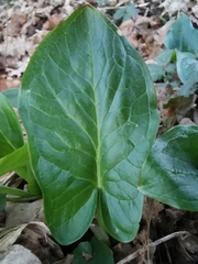 Arum maculatum
