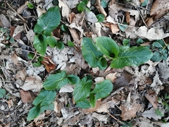Arum maculatum