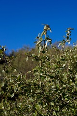 Ceanothus oliganthus sorediatus