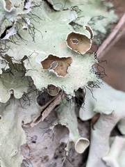 Parmotrema subrigidum