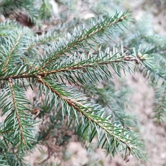 Picea abies