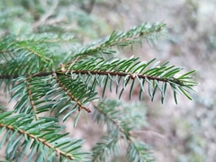 Picea abies