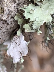 Parmotrema subrigidum