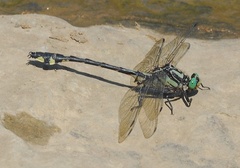 Gomphurus lineatifrons