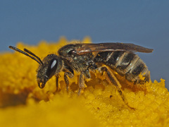 Halictus leucaheneus