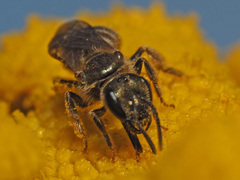 Halictus leucaheneus