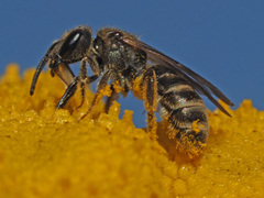 Halictus leucaheneus