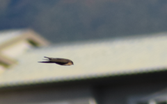 Ptyonoprogne fuligula