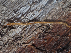 Geophilus flavus